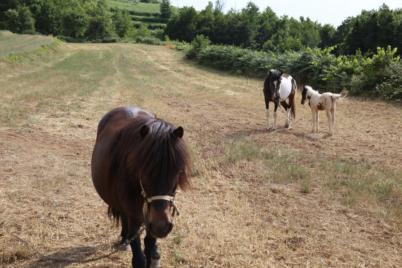 Agriturismo Pirara Sant'Angelo  Экстерьер фото